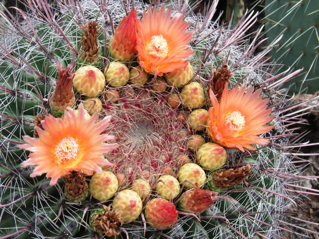 Barrel cactus